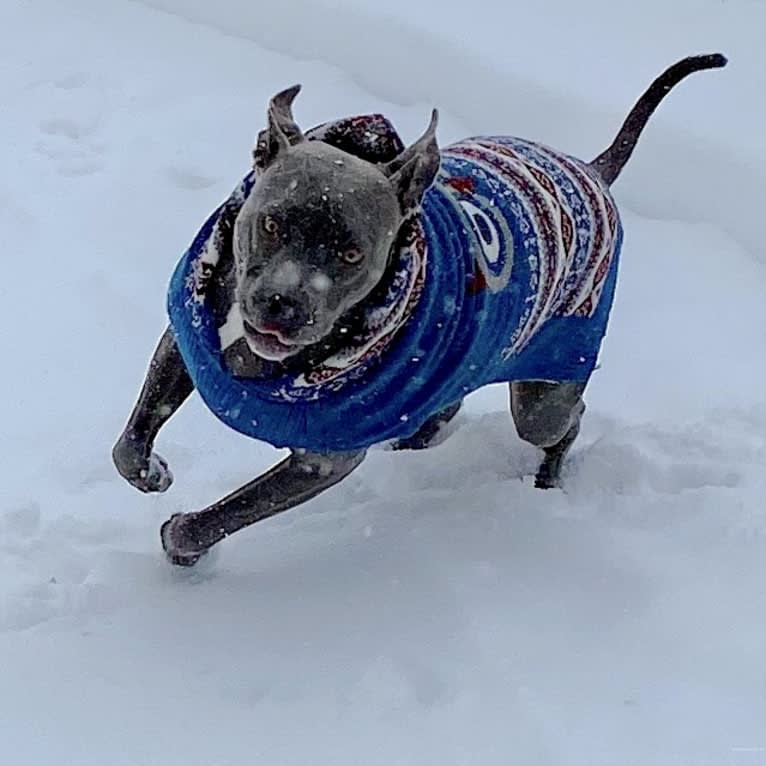 Wallace, a Staffordshire Terrier tested with EmbarkVet.com