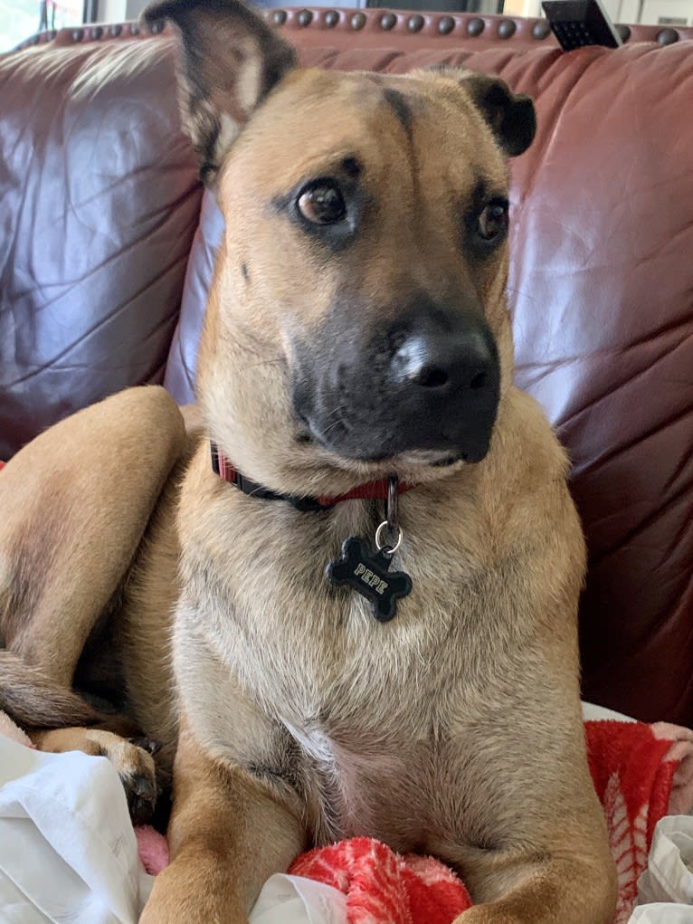 Pepe, a Southeast Asian Village Dog and Rottweiler mix tested with EmbarkVet.com