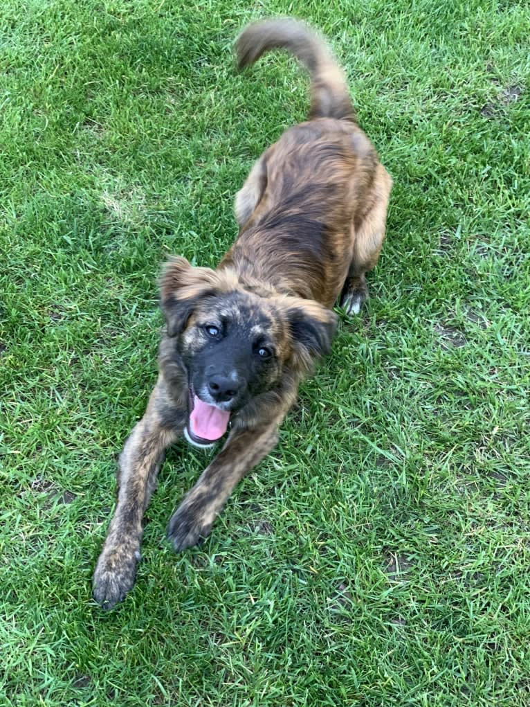 Emmy, an Australian Cattle Dog and Cocker Spaniel mix tested with EmbarkVet.com