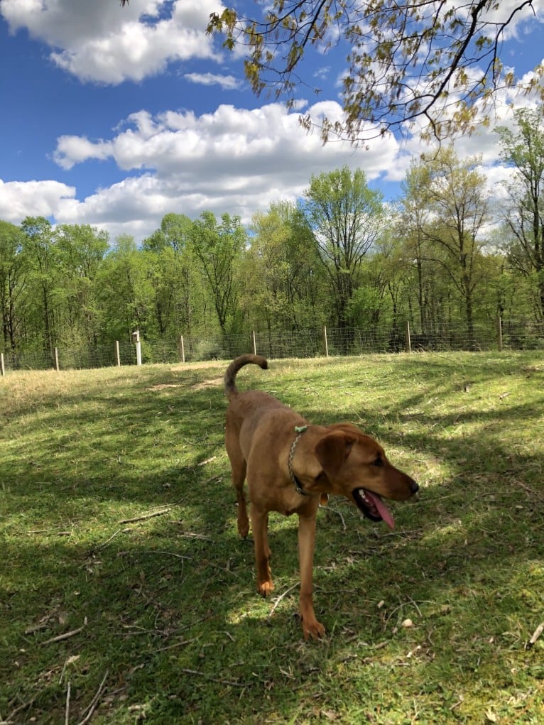 Duchess, a Doberman Pinscher and American Pit Bull Terrier mix tested with EmbarkVet.com