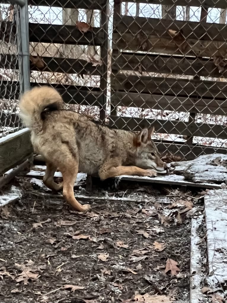 Gregory, a Coyote (6.8% unresolved) tested with EmbarkVet.com