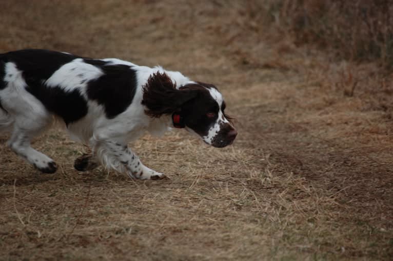 Earl, an English Springer Spaniel tested with EmbarkVet.com