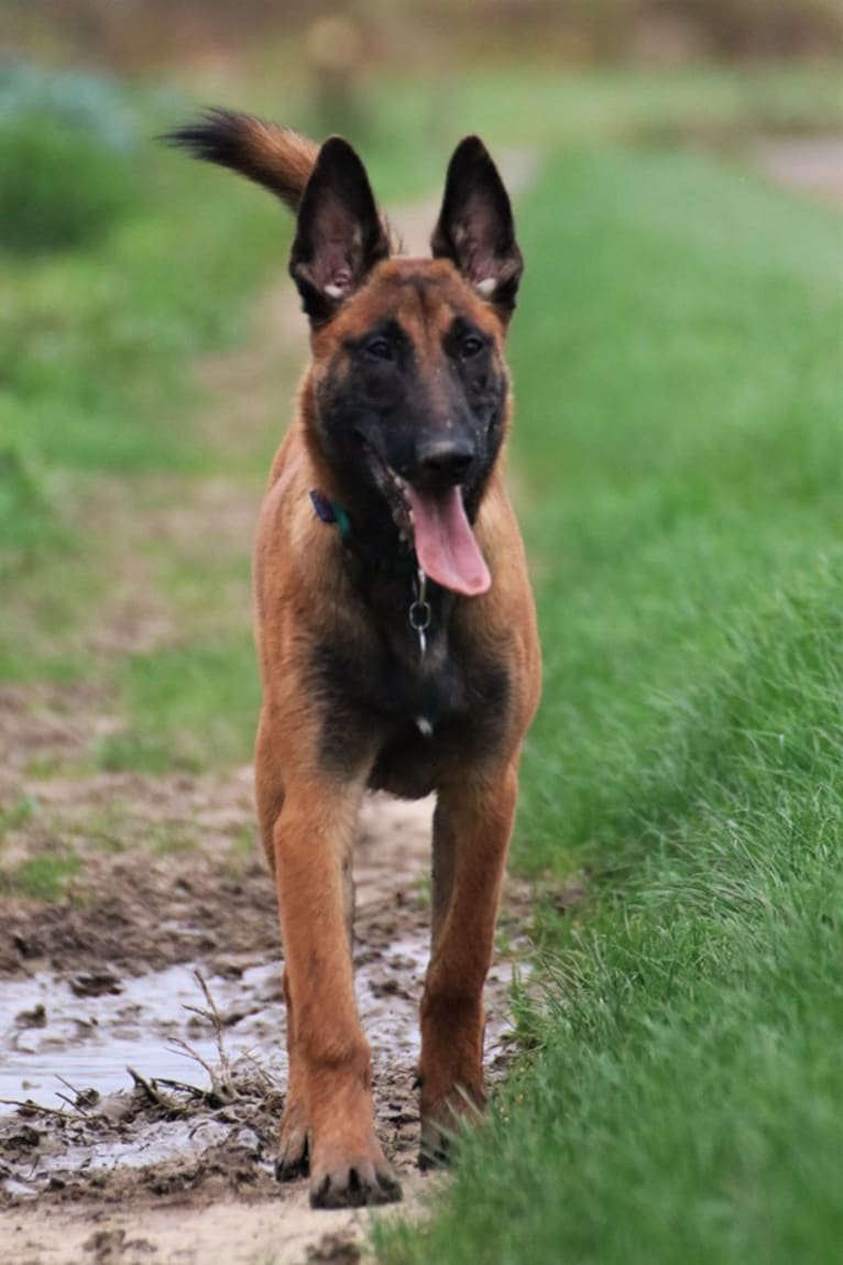 New Kid from Mike's Place, a Belgian Shepherd tested with EmbarkVet.com