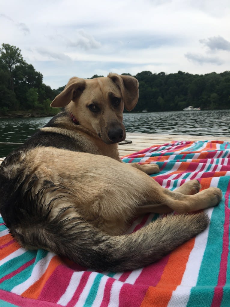 Fig, a Siberian Husky and Beagle mix tested with EmbarkVet.com