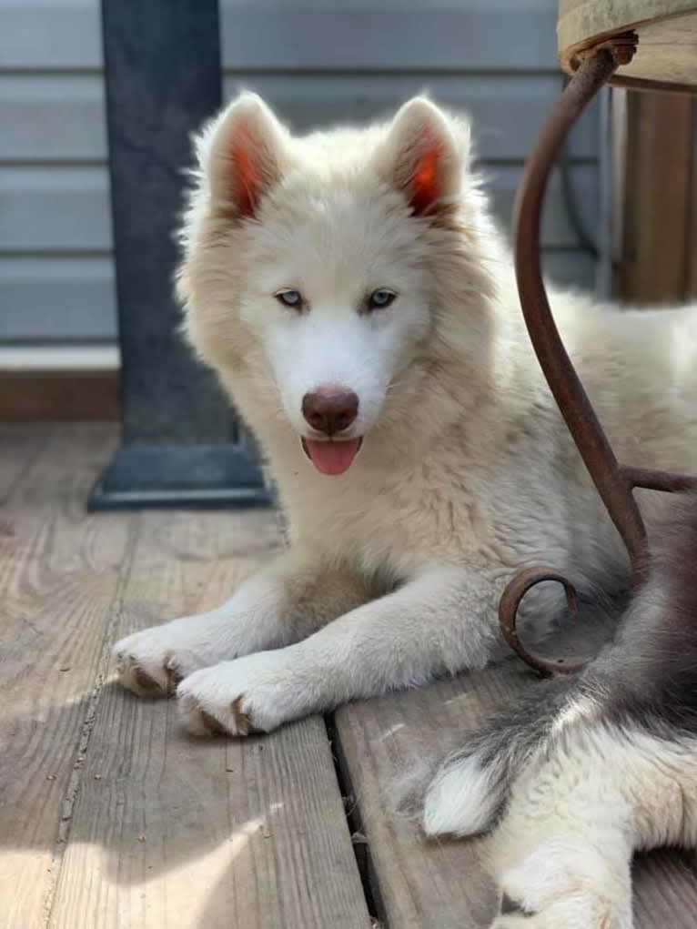 Shiloh, a Siberian Husky tested with EmbarkVet.com