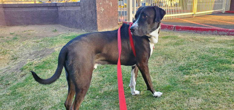 Sherlock, an Anatolian Shepherd Dog and American Pit Bull Terrier mix tested with EmbarkVet.com