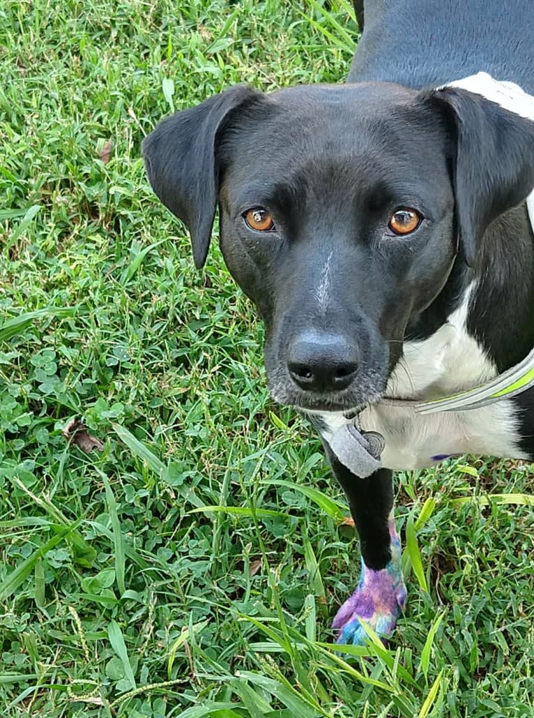 Lumos, an American Pit Bull Terrier and Treeing Walker Coonhound mix tested with EmbarkVet.com