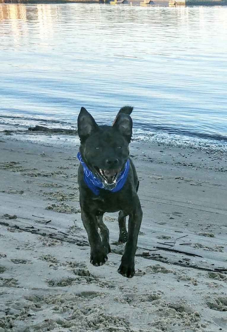 Whiskey Biscuit, a Chow Chow and Boxer mix tested with EmbarkVet.com