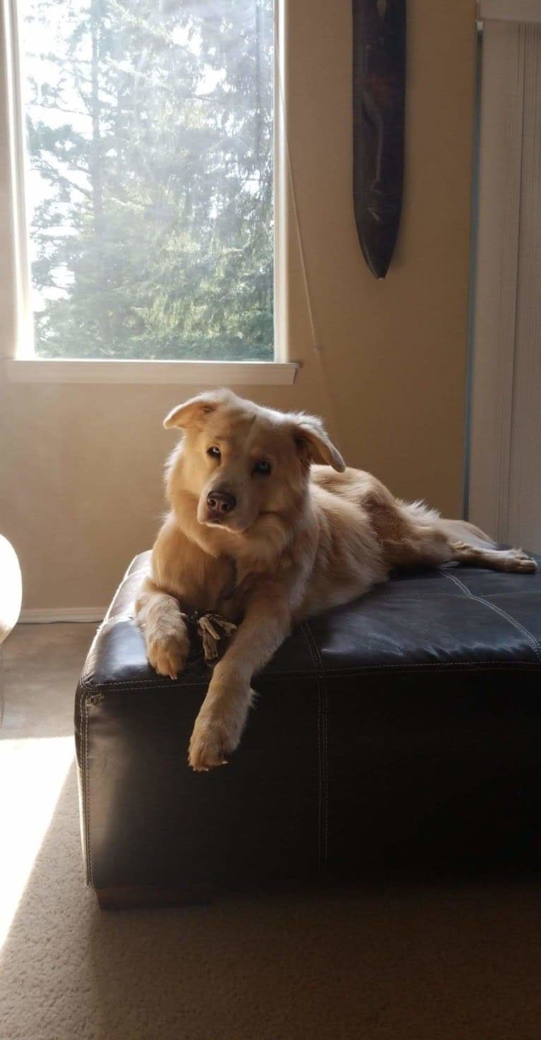 Doobie, an American Pit Bull Terrier and German Shepherd Dog mix tested with EmbarkVet.com