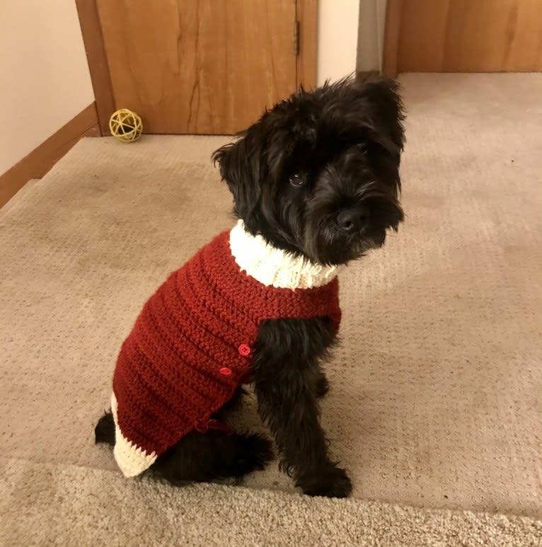 Maxwell (Supaypawawa), a Miniature Schnauzer and Silky Terrier mix tested with EmbarkVet.com