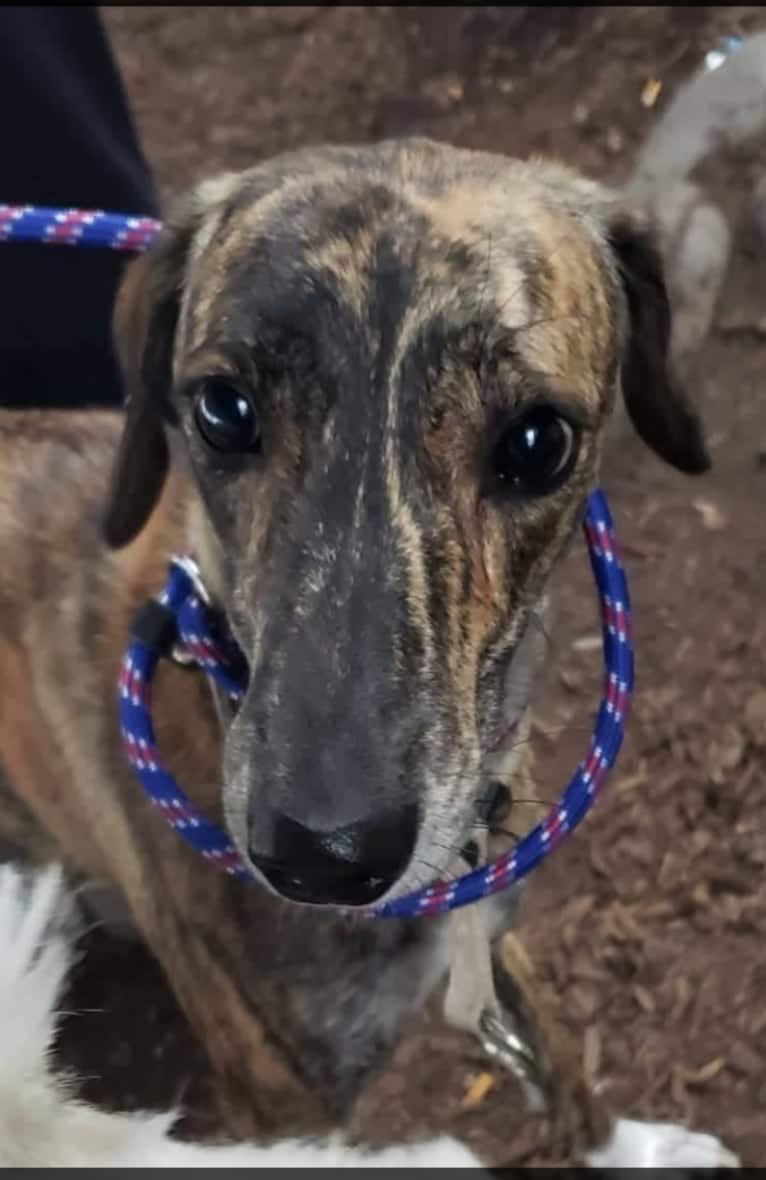 Zahara, an Arabian Village Dog and Saluki mix tested with EmbarkVet.com