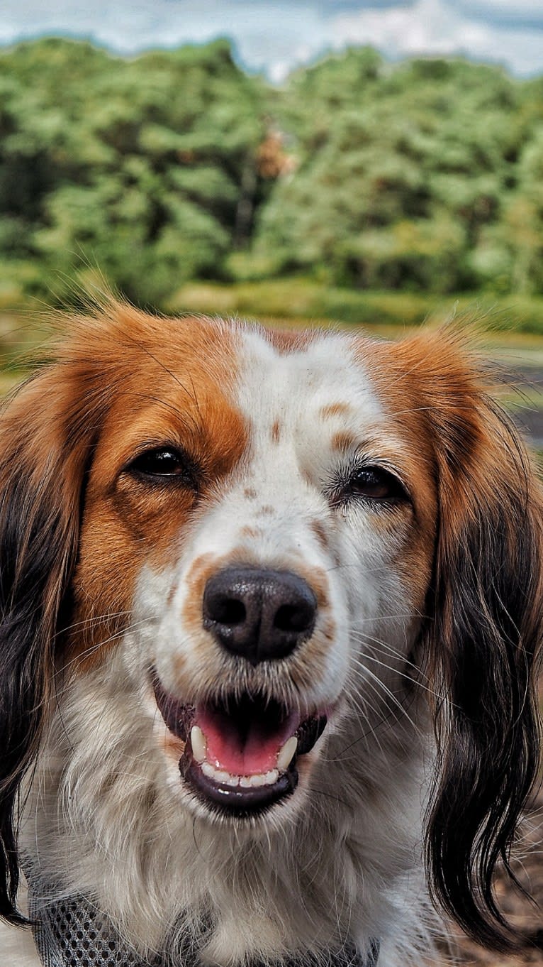 Nova, a Nederlandse Kooikerhondje tested with EmbarkVet.com