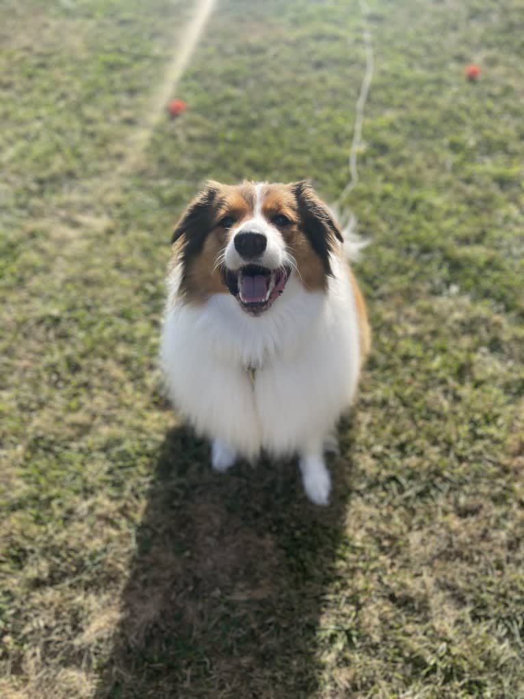 Milo, an English Shepherd tested with EmbarkVet.com