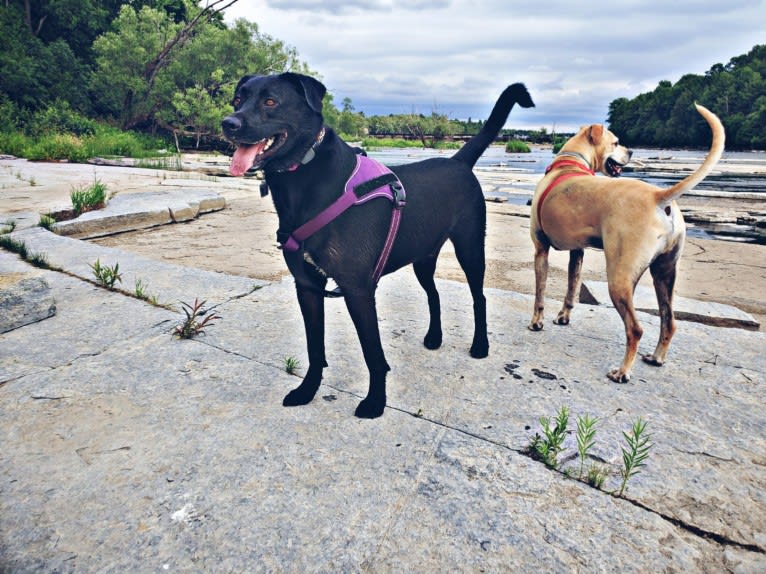 Venom Butterball Shuhart, a Boxer and Chow Chow mix tested with EmbarkVet.com