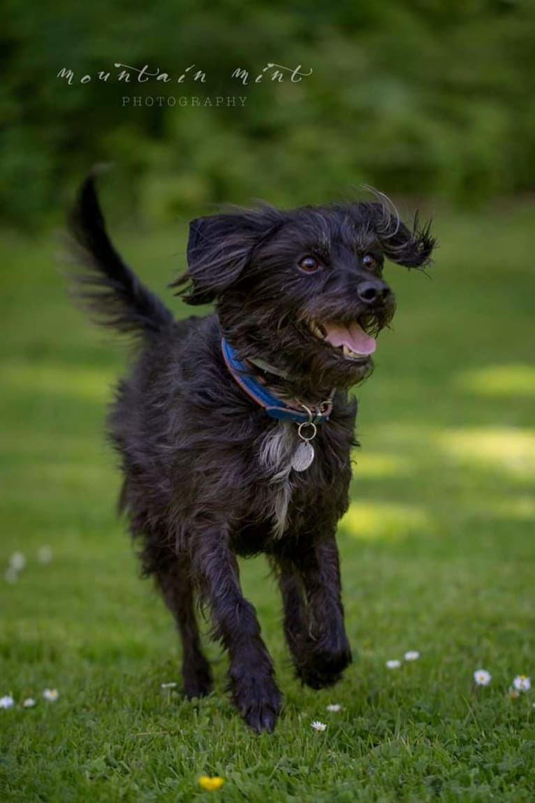 KIPPER DEE DIPPERS, a Chihuahua and Poodle (Small) mix tested with EmbarkVet.com