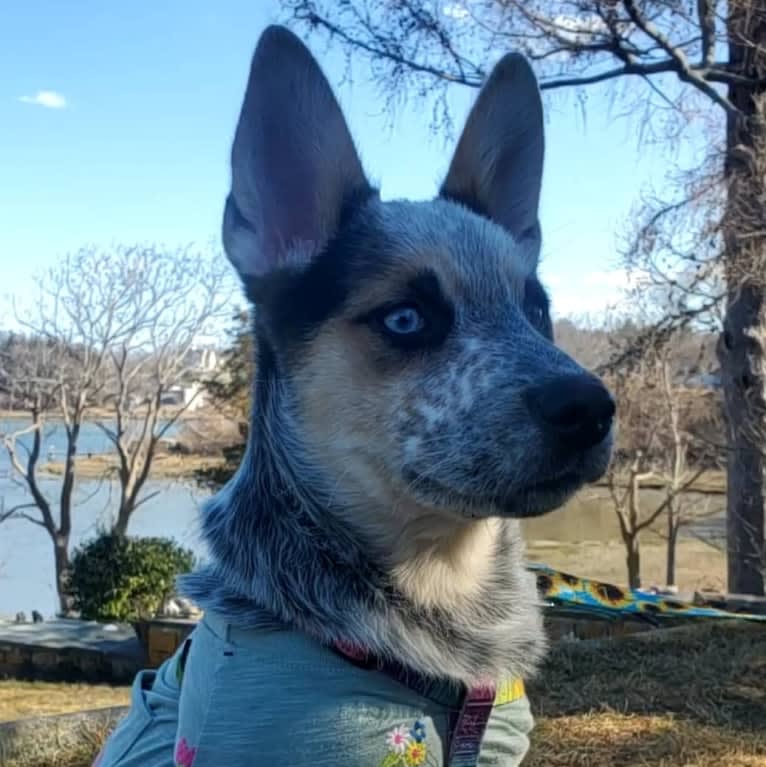 Flora, an Australian Cattle Dog and Siberian Husky mix tested with EmbarkVet.com