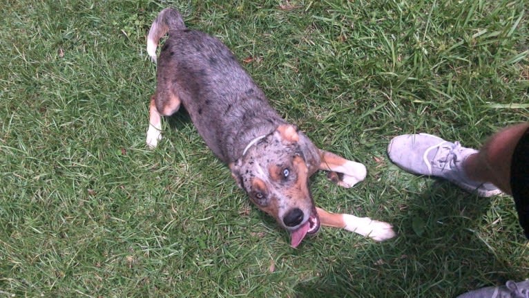 Kino, a Brittany and English Cocker Spaniel (Working Type) mix tested with EmbarkVet.com