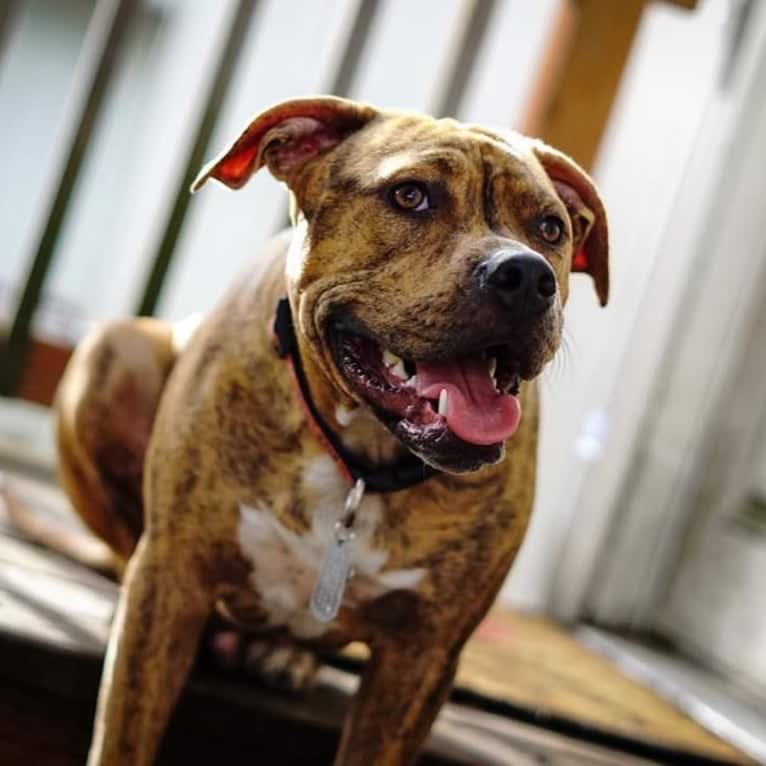 Hank, an American Pit Bull Terrier and American Bulldog mix tested with EmbarkVet.com