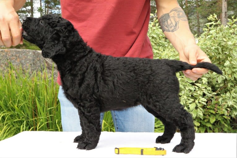 Skaringen`s First Lady, a Curly-Coated Retriever tested with EmbarkVet.com