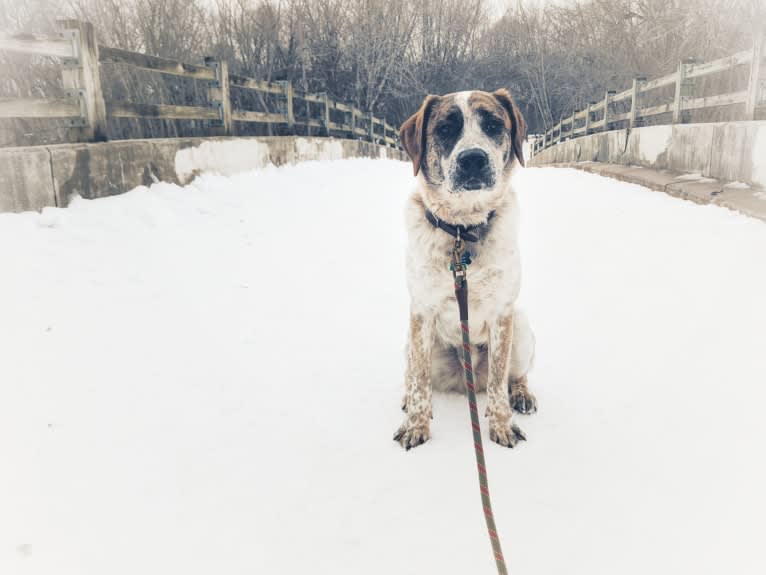 Monty, an Australian Cattle Dog and Labrador Retriever mix tested with EmbarkVet.com