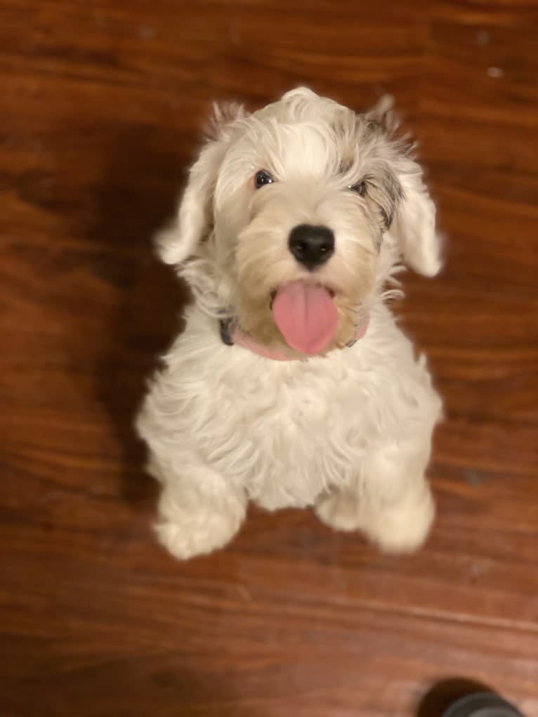 Marceline, a Sealyham Terrier tested with EmbarkVet.com