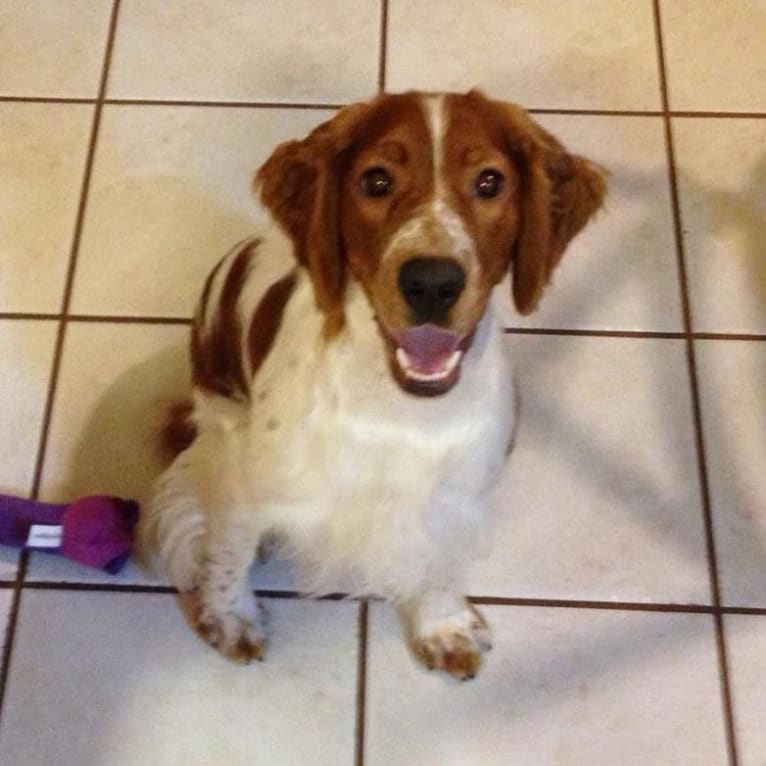 Jasmine, a Welsh Springer Spaniel tested with EmbarkVet.com