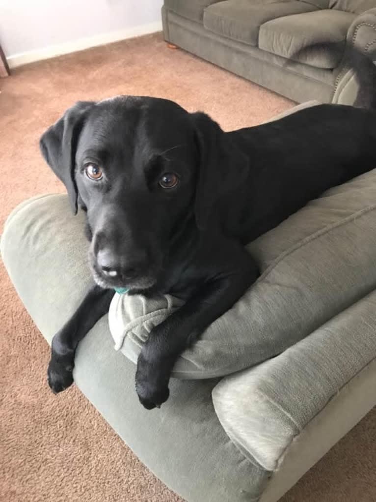 Bear, a German Shorthaired Pointer and Australian Cattle Dog mix tested with EmbarkVet.com