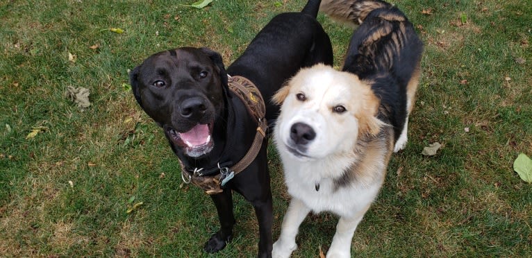 Buckley, a Siberian Husky and Labrador Retriever mix tested with EmbarkVet.com