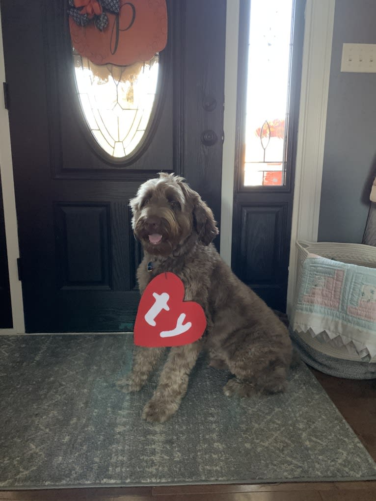 Finn, a Poodle (Standard) and Australian Shepherd mix tested with EmbarkVet.com