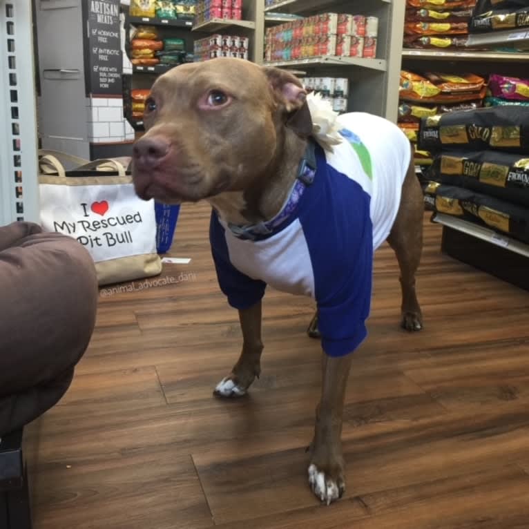 Blueberry, an American Pit Bull Terrier and American Staffordshire Terrier mix tested with EmbarkVet.com