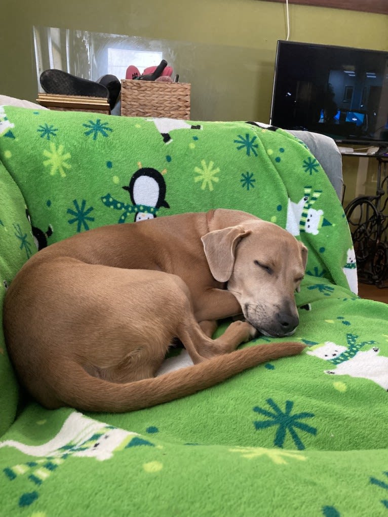 Lila, an American Pit Bull Terrier and Labrador Retriever mix tested with EmbarkVet.com