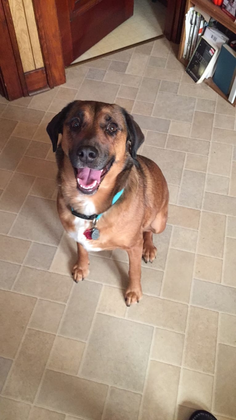 Rufus, a Rottweiler and Beagle mix tested with EmbarkVet.com