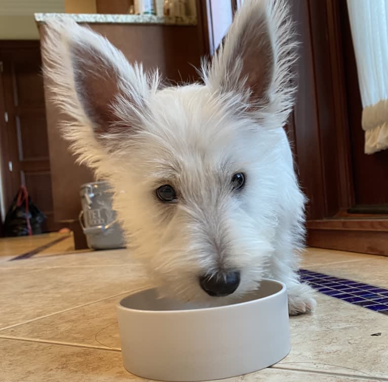 Ding Ding, a West Highland White Terrier tested with EmbarkVet.com