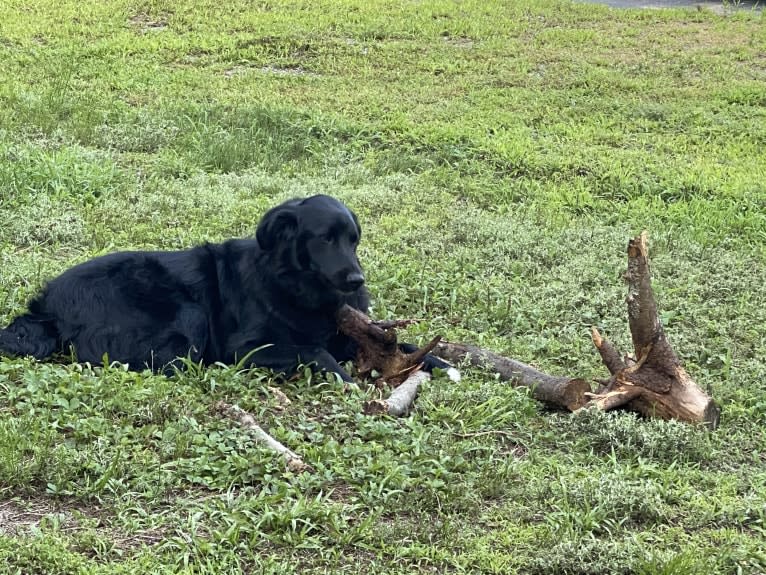 Care Bear Ross, a Labrador Retriever and Australian Cattle Dog mix tested with EmbarkVet.com