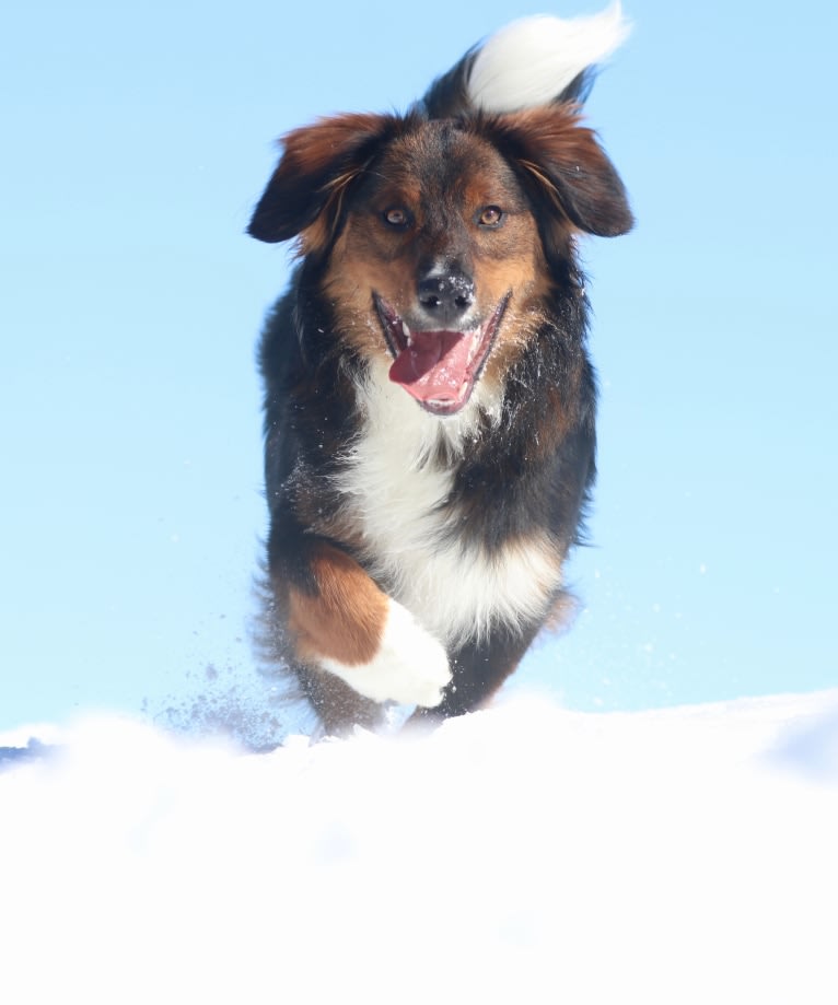 Burley, an English Shepherd tested with EmbarkVet.com