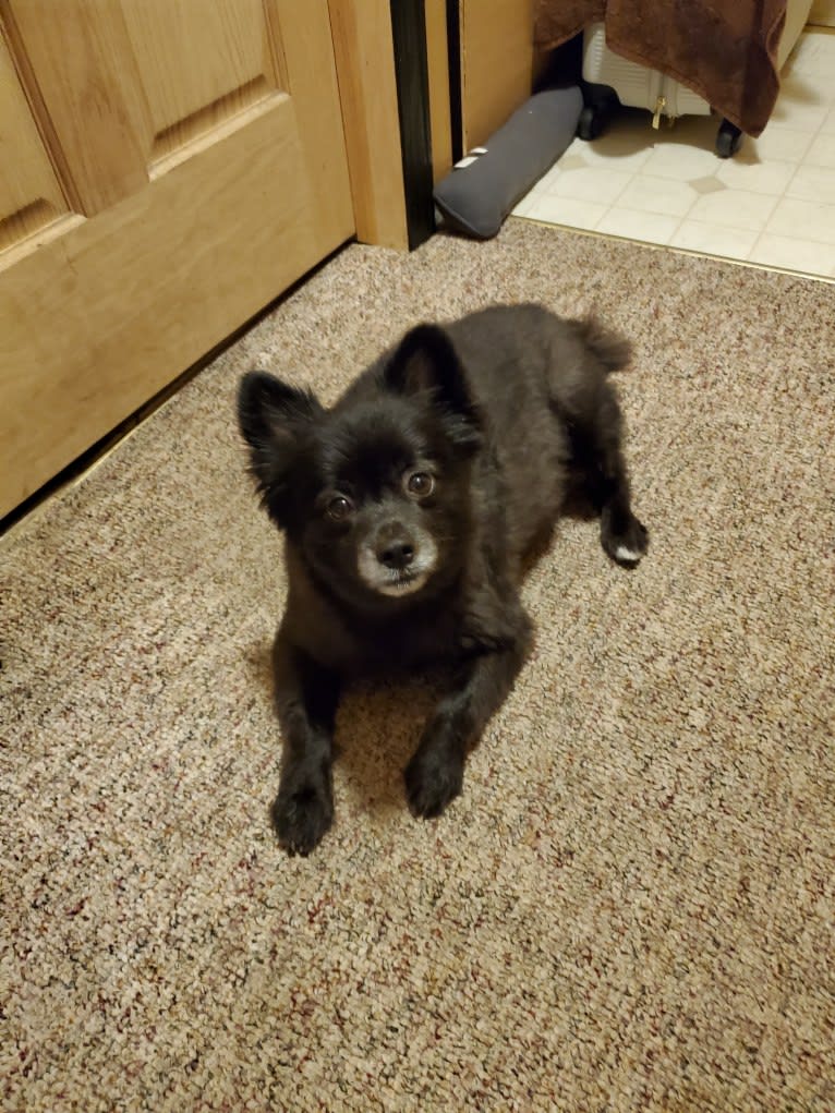 AJ Kaste, a Pomeranian and Pembroke Welsh Corgi mix tested with EmbarkVet.com