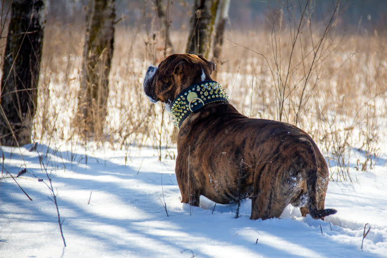 Loki, an American Pit Bull Terrier (4.7% unresolved) tested with EmbarkVet.com