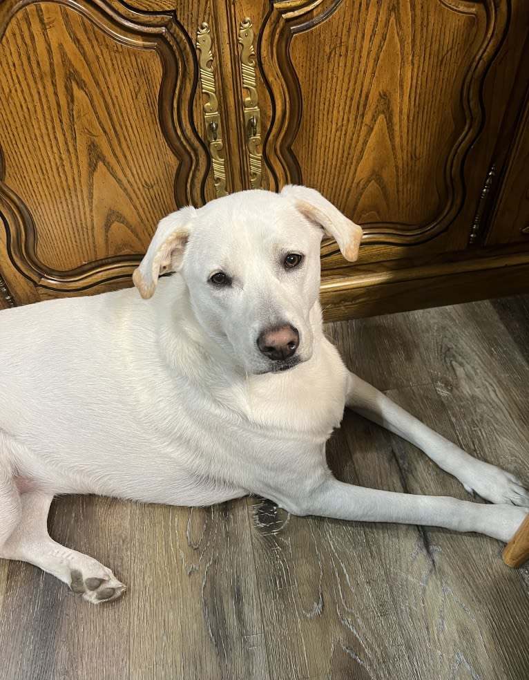 Maizee, a Great Pyrenees and German Shepherd Dog mix tested with EmbarkVet.com