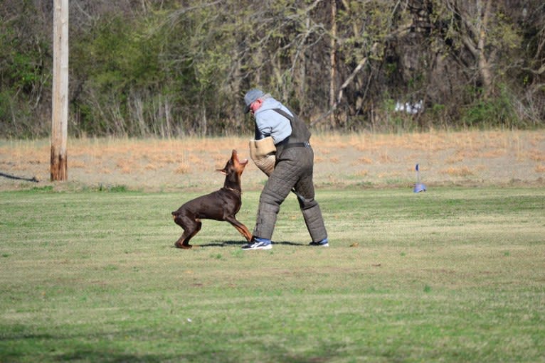 Enzo, a Doberman Pinscher tested with EmbarkVet.com