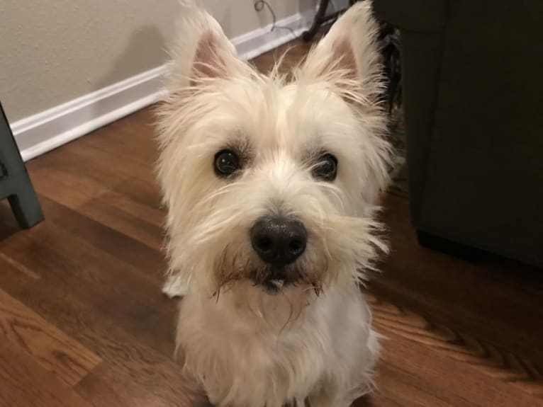 Weston, a West Highland White Terrier tested with EmbarkVet.com