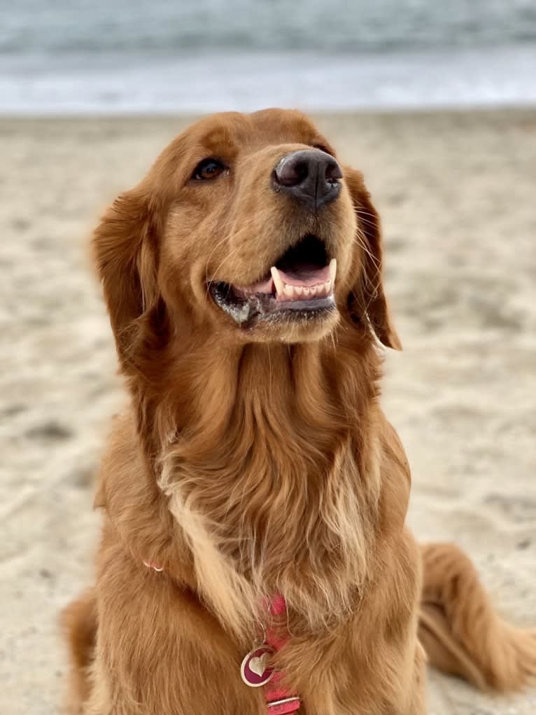 Gracie, a Golden Retriever tested with EmbarkVet.com