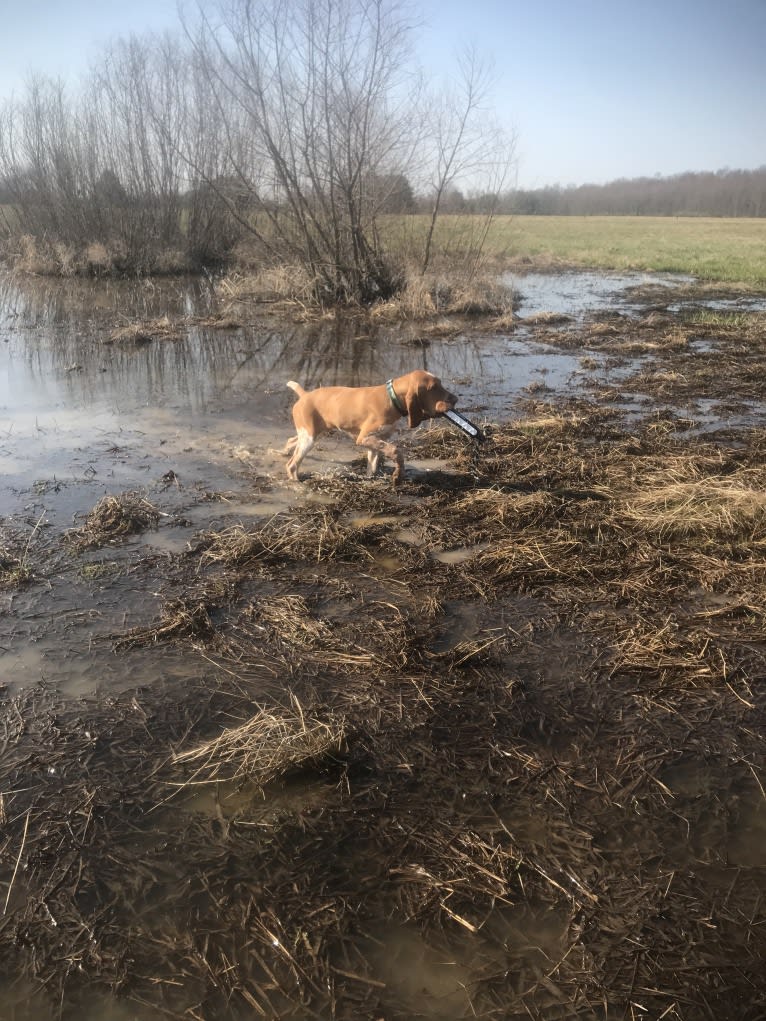 Archie, a Bracco Italiano tested with EmbarkVet.com