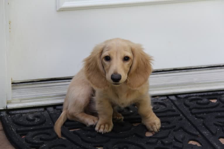 Oliver (Ollie) von Frederick, a Dachshund tested with EmbarkVet.com