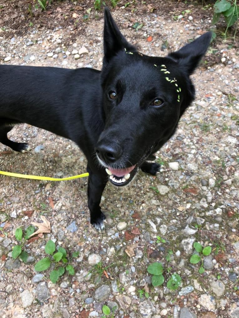 Chesley, a Canaan Dog tested with EmbarkVet.com