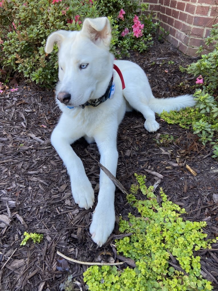 Dash, a Gerberian Shepsky (12.7% unresolved) tested with EmbarkVet.com