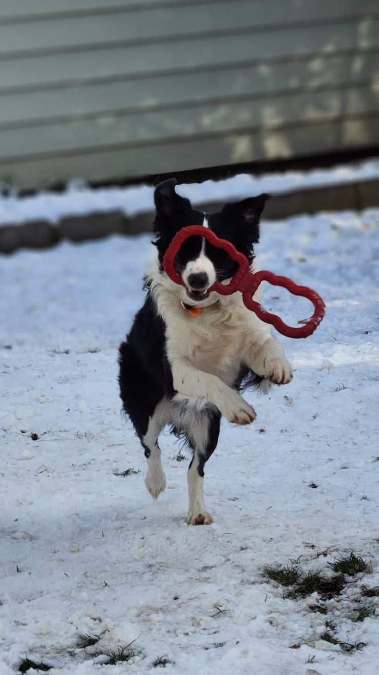 Willow, an Australian Shepherd and Border Collie mix tested with EmbarkVet.com