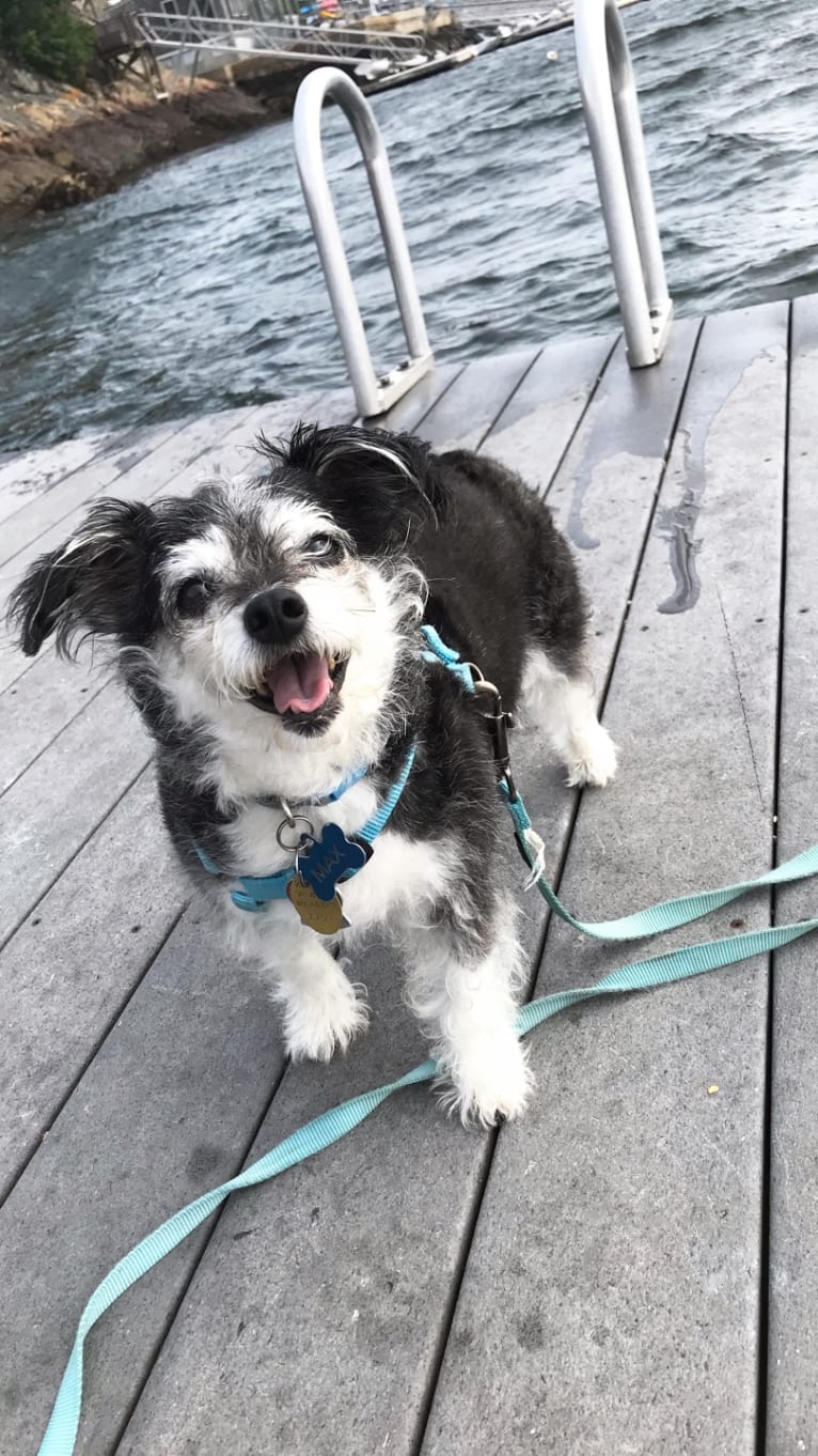 Max, a Bichon Frise and Chihuahua mix tested with EmbarkVet.com