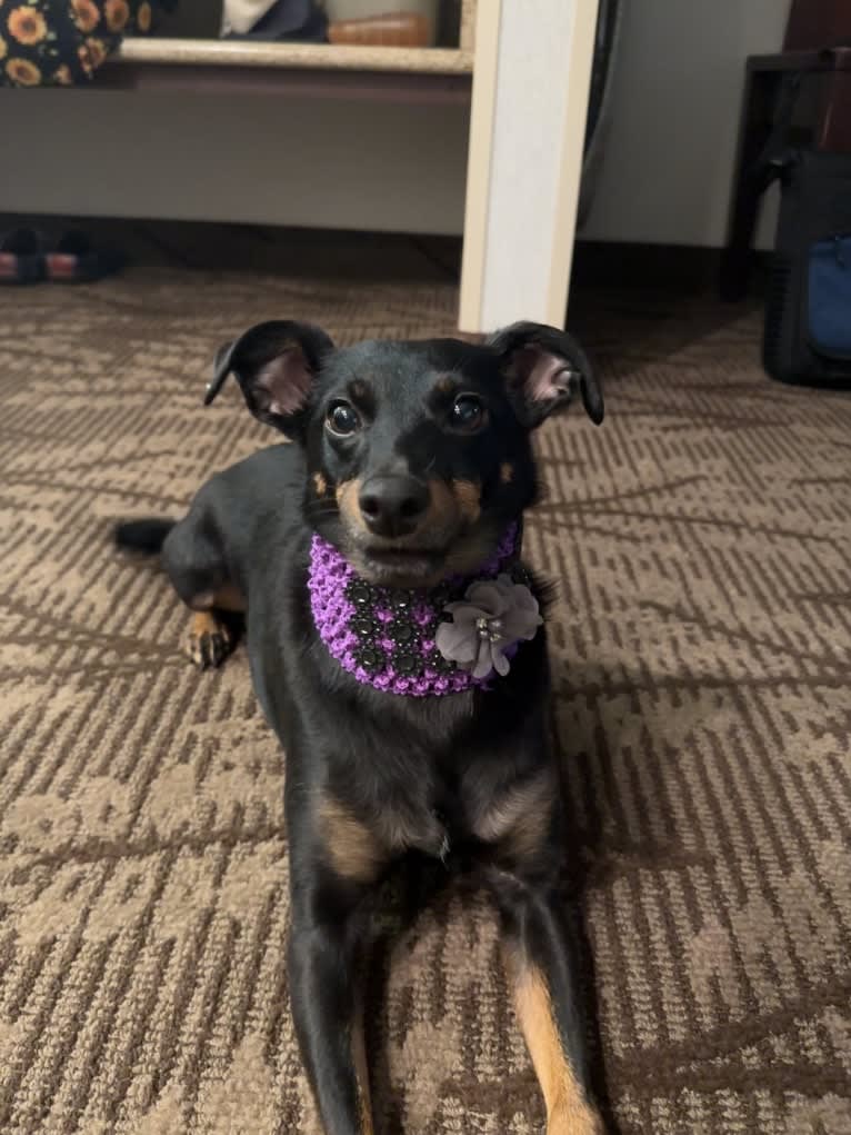 Elfie, a Shetland Sheepdog and Manchester Terrier (Toy) mix tested with EmbarkVet.com