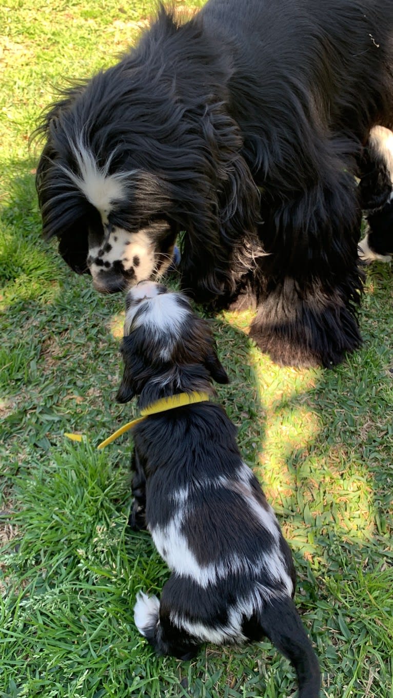 Vaquita, a Cocker Spaniel tested with EmbarkVet.com