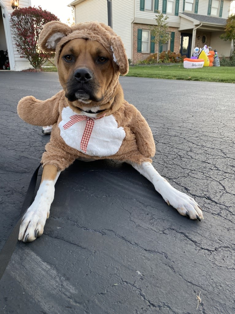 Francis, an American Pit Bull Terrier and Australian Cattle Dog mix tested with EmbarkVet.com